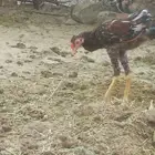 دجاج للبيع