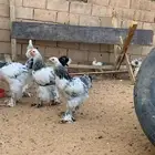دجاج براهما كلوبي