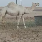 ناقة حايل الرياض طريق القطار