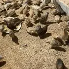 سمان بياض
