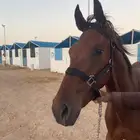 مهره شعبيه