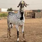 فحل بيشي مطور صنف