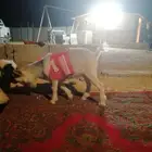 تيس قزمي للبيع ذكر