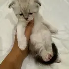 قطط سكوتش