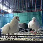 جوز صنعاوي اصل سلاله طيبه ابيض