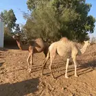 قعود وبكره للبيع