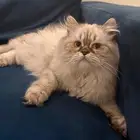 الدمام