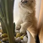 قط ذكر شيرازي كتن صغير