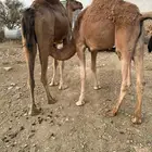 حاشي لباني على حليب أمه