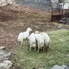 خرفان بلديه طيبه ونضيفه