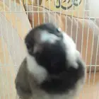 بلبل اليف