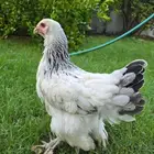 دجاج براهما