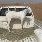 الحوامظة