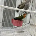 جوز روز مع فروخه