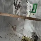 زوج كروان منتج