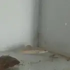 سمكه شانا اورانتي سنيك هيد فلور هورن
