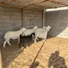 خرفان طيبه
