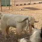 تيس حار طيب