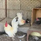 دجاج جنبيز