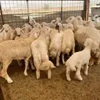 طليان حريه للمناسبات وللثلاجه