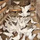 للبيع حمام للاحم فرنسي سوبر جامبو