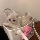 قطط همالايا للبيع المحاله