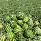 بطيخ بسيطا بيع بالجمله