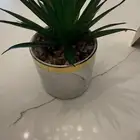 شجرة زينة رخامية