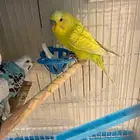 طوير زينة للبيع