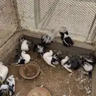 حمام