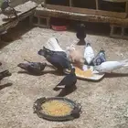 حمام زينة