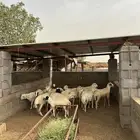 خرفان سمينة ونظيفة للبيع بأسعار منافسة