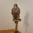 حر 16  16 الموقع الزلفي