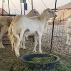 مراح واحد وسم واحد رخال جذعات خلفات و دفيع صنف الصنف