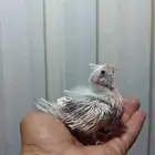 فرخ كروان هولندي