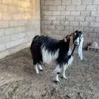 عنز متبع بعناق