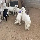 خرفان للبيع