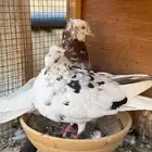 قطيفي