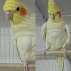 زوج كروان منتج