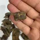 العود الكينامي الطبيعي ( مستزرع )
