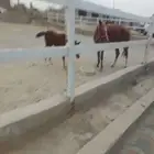محايل عسير