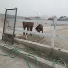 محايل عسير