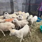 خرفان تربية بلدي