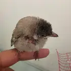 بلبول نهاية فطام