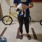 قطه نظيفه للتبني العاجل