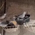 قمري ماسي