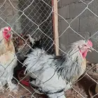 دجاج وديوك براهما