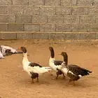 للبيع وز بلدي منتج شرط