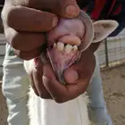 للبيع جذعه حريه ثنيه حريه