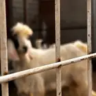 تيس عارضي مهجن